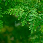 Fresh Moringa oleifera leaves and powder in a wooden bowl